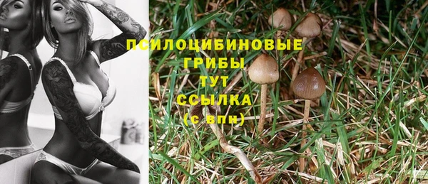 прущие грибы Армянск